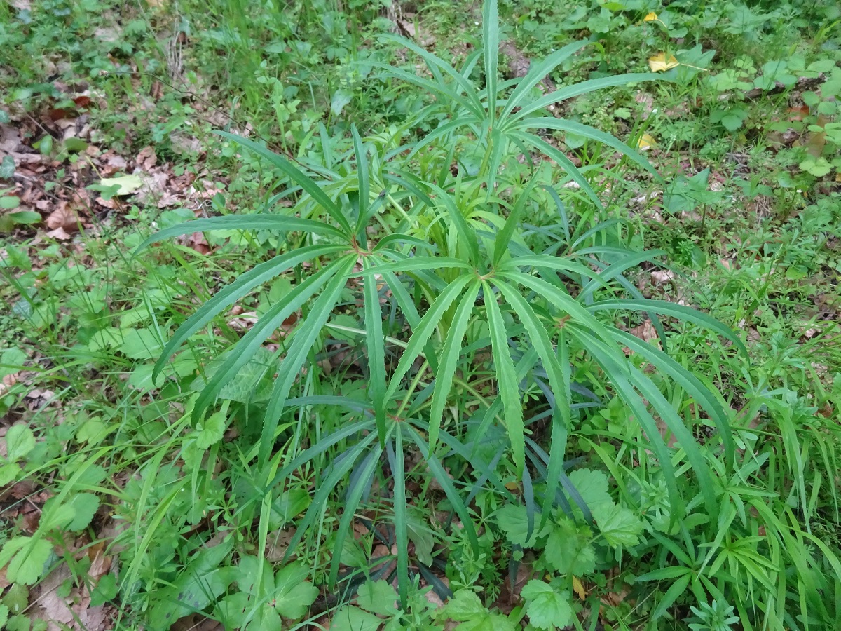 Helleborus foetidus (Ranunculaceae)